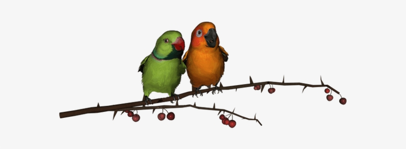 Free Download Images Of Love Birds - Png Love Birds Hd, transparent png