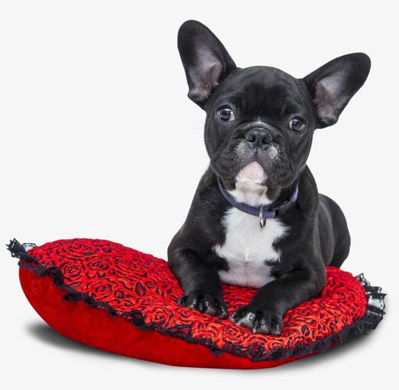 Popular French Bulldog Names Girl, transparent png