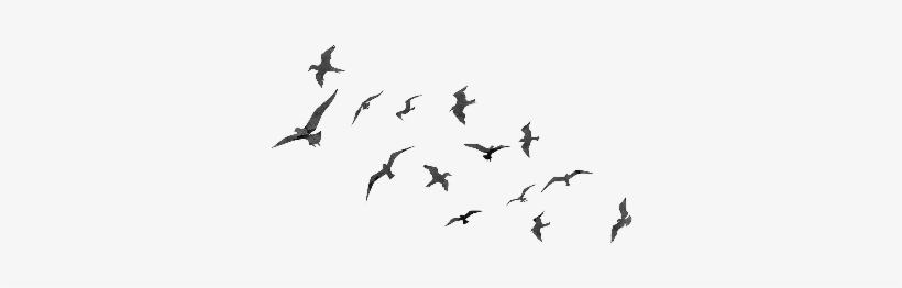 Flying Birds Png - Flyingt Birds Png, transparent png