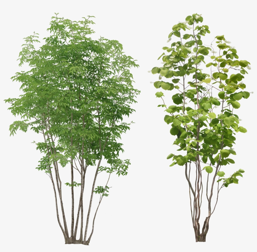Tree Png Image - Small Tree Png, transparent png