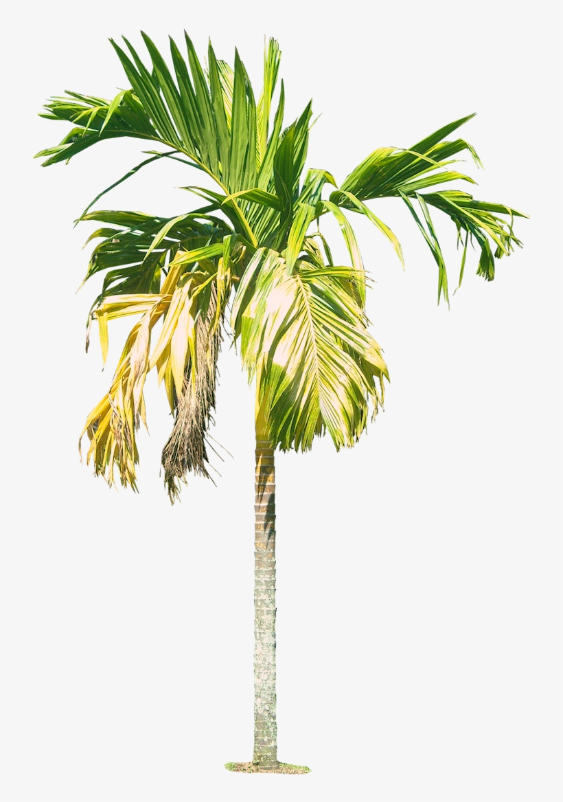 Arecacatechuvarl Cut Out Cambodian - Areca .png, transparent png