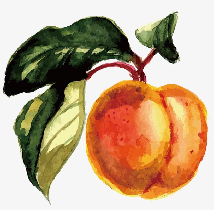 Fruit Watercolor Painting - Fruit Watercolor Png, transparent png
