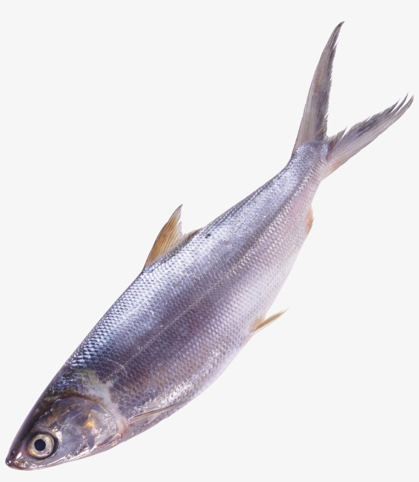 Fish Png, transparent png