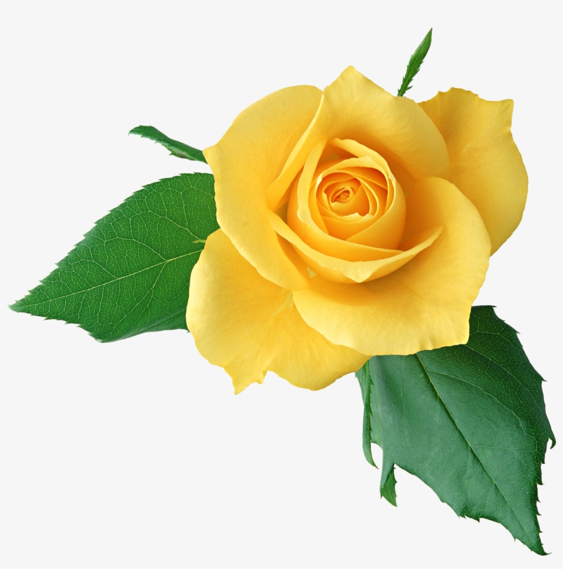 Image - Yellow Rose Flower Png, transparent png