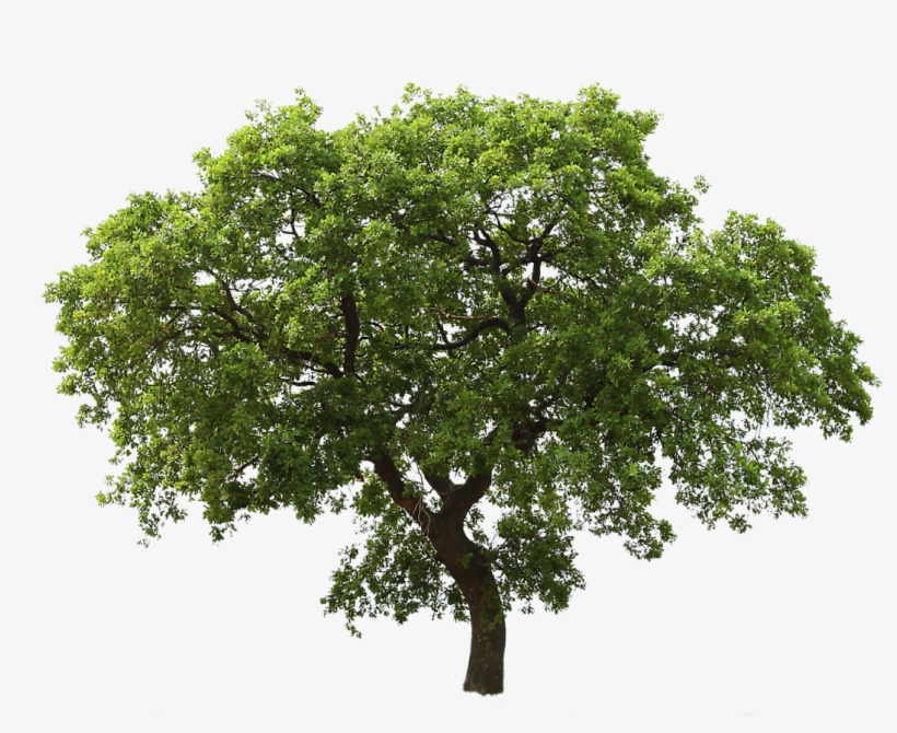 Get Png Images With Transparent Background Free Download Gif