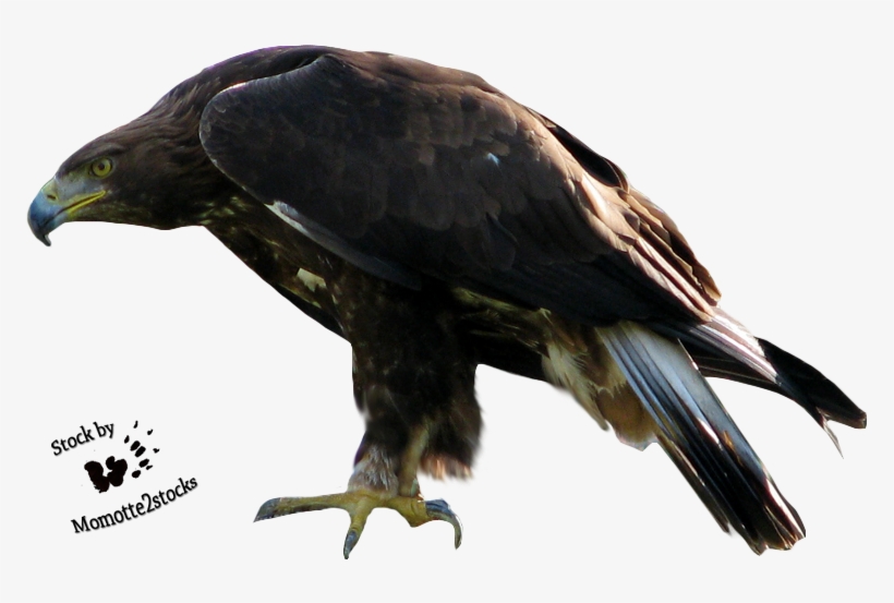 Eagle Png, transparent png