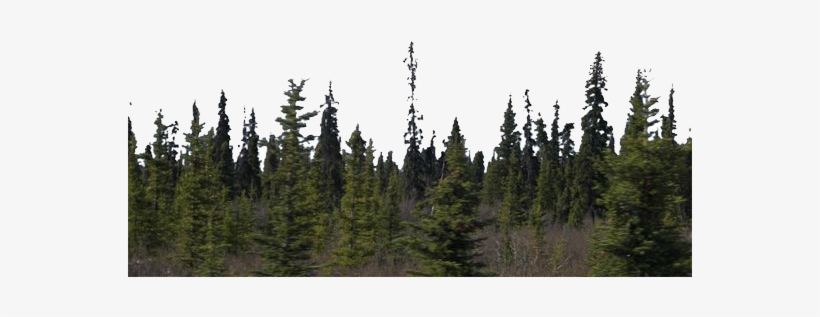 Forest - Forest Png, transparent png