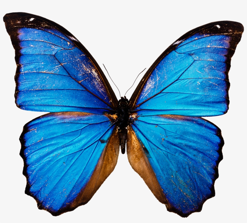 Butterfly Png In High Resolution - Download Png Of Butterfly, transparent png