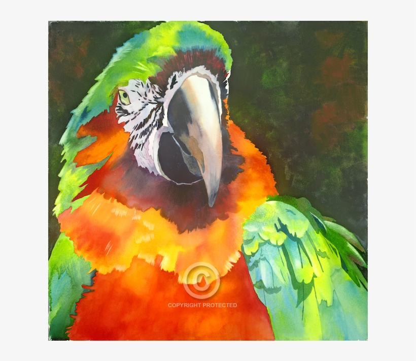 World Renowned And Award Winning Watercolor Artist - Macaw, transparent png
