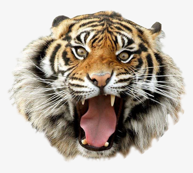 Angry Tiger Transparent Background Clip Art - First Day Period Meme