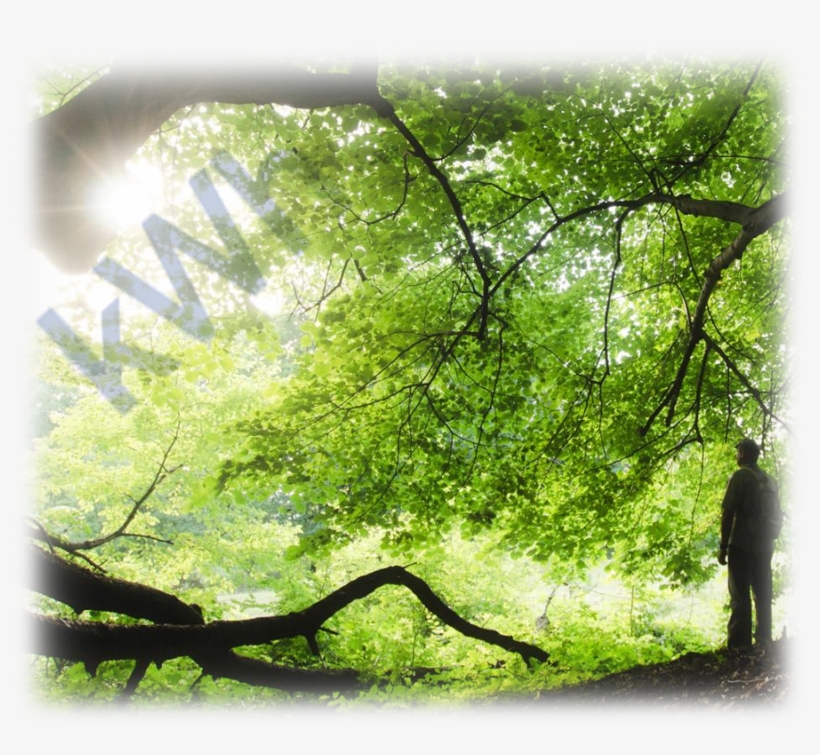 Nurturenergy Awaiting For You - Nature, transparent png