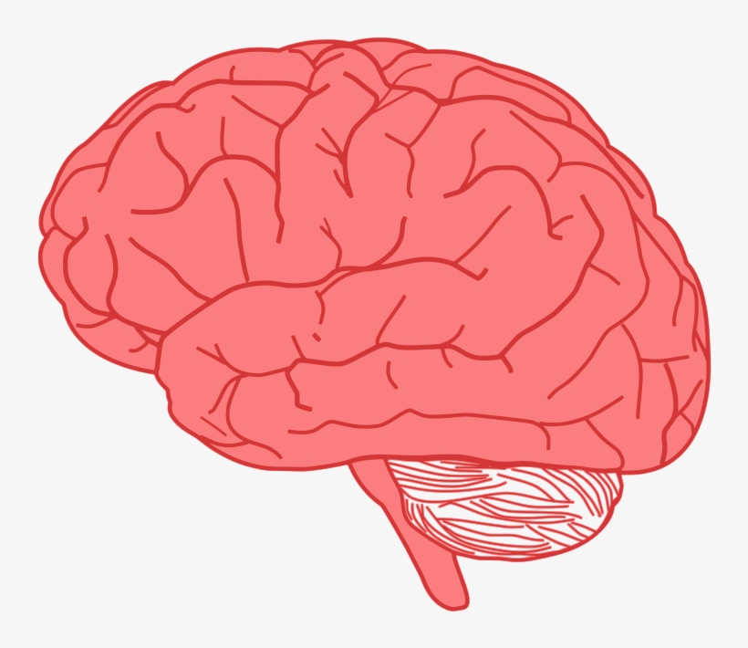 Pink Brain - Brain Clipart, transparent png