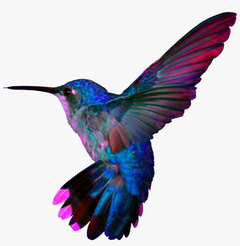 Hummingbird4 - Cafepress Hummingbird Throw Pillow, transparent png