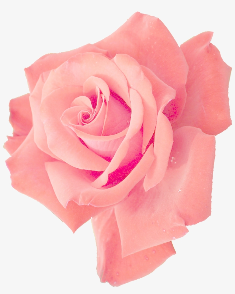 Png File Size - Pink Rose Png, transparent png