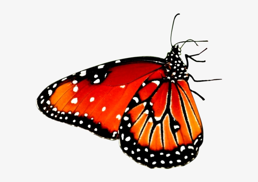 Flower Sitting Butterfly Png - Butterfly On Flower Png, transparent png