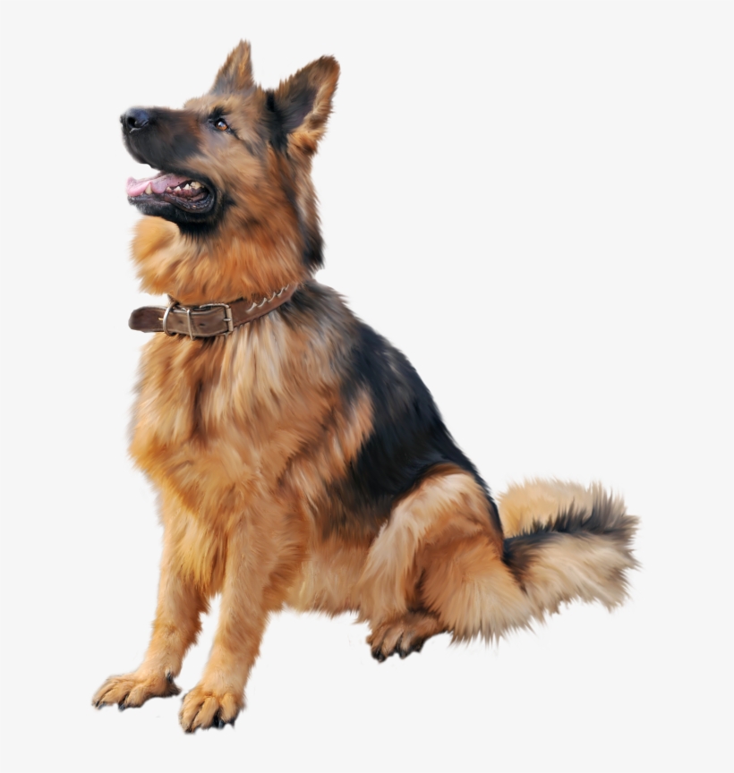 German Shepherd Dog Png Clipart - German Shepherd Dog Png, transparent png