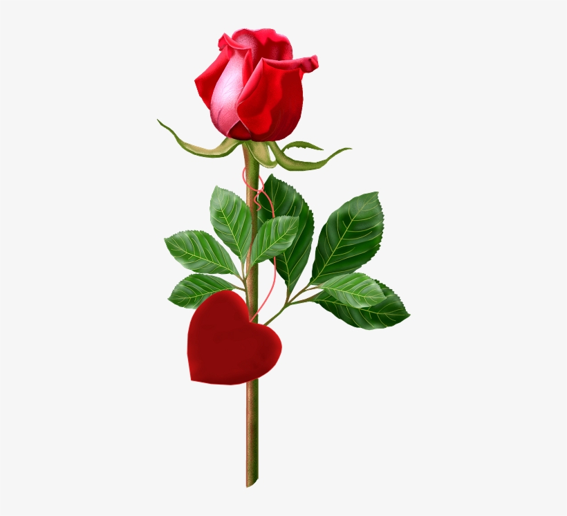 Beautiful Single Rose Red - Happy Anniversary With Rose, transparent png