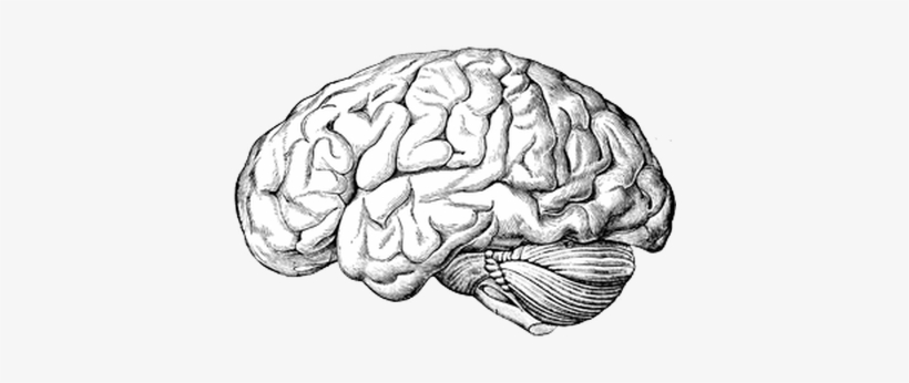 Brain Old Drawing - Remove A Brain By David Haviland, transparent png