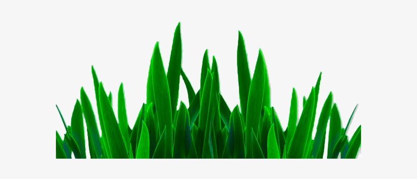 Best Png, Editing Png, Grass Png - Png Pictures Hd Photoshop, transparent png