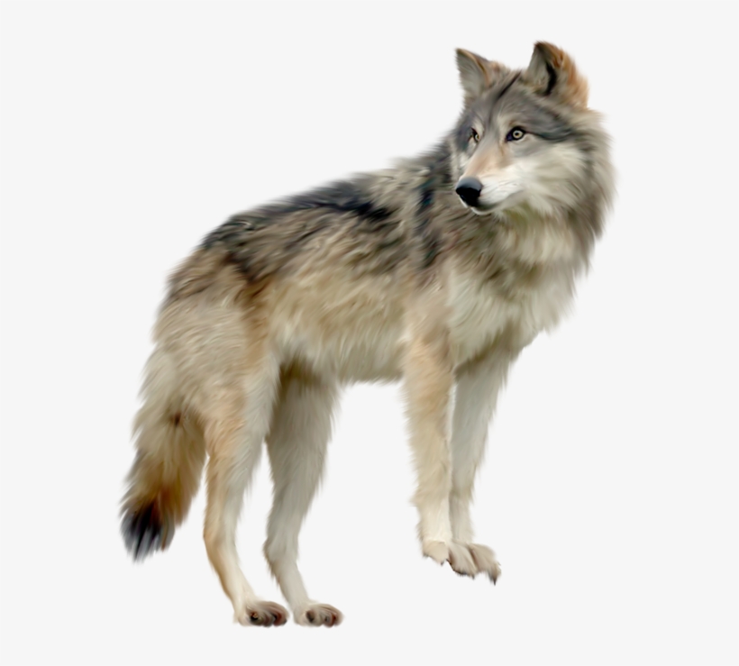 Wolf Png Images - Wolf Png, transparent png