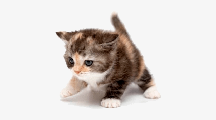 Cute Cat Free Images At Clkercom Vector Clip Art - White Kitten With Orange And Black Spots, transparent png