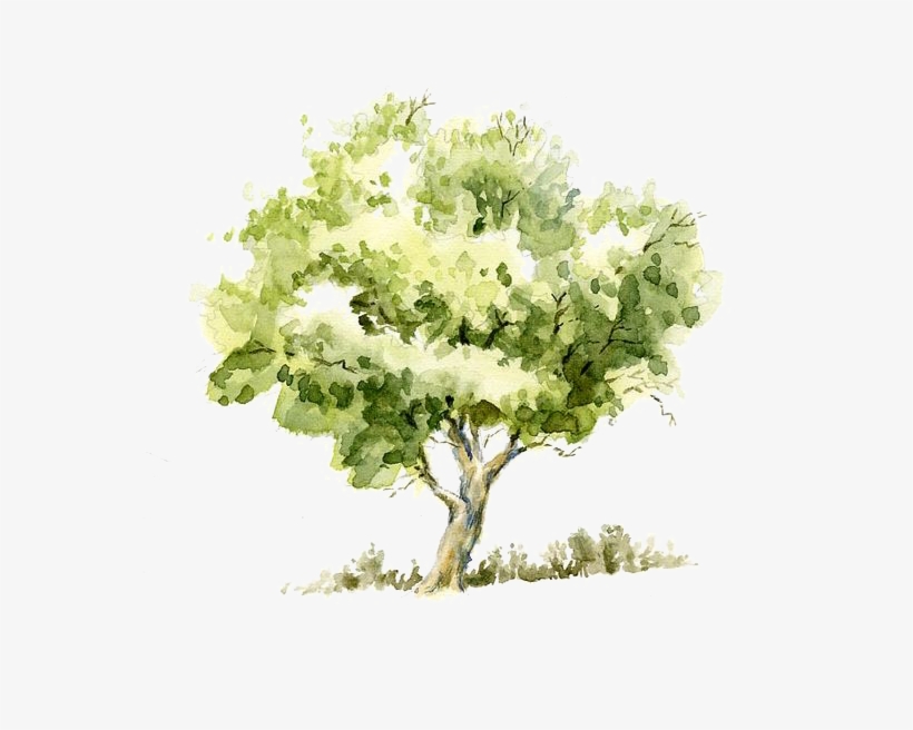 Drawing Watercolor Painting Tree Pencil Sketch - Watercolor Tree, transparent png