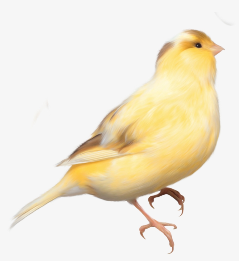 Finch Clipart Bird Png - Canary Png, transparent png
