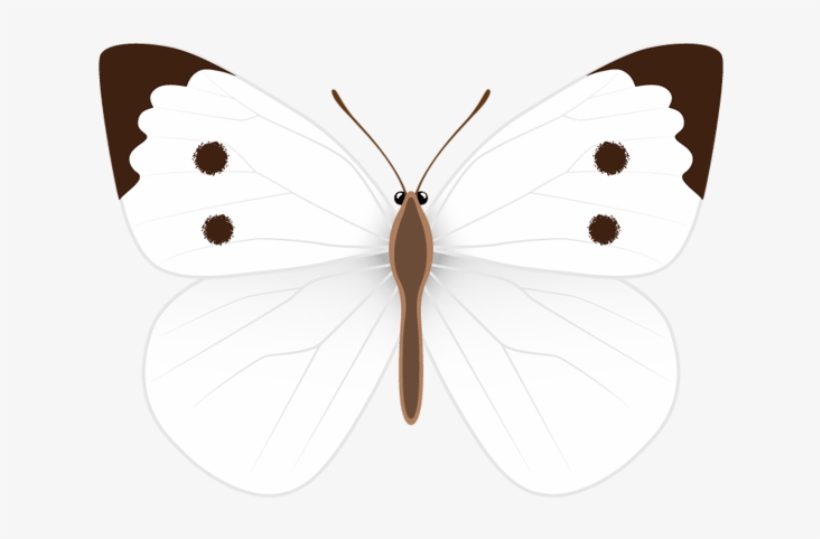 White Butterfly, Clipart Images, Photo Ideas, Clip - White Butterfly Clipart, transparent png