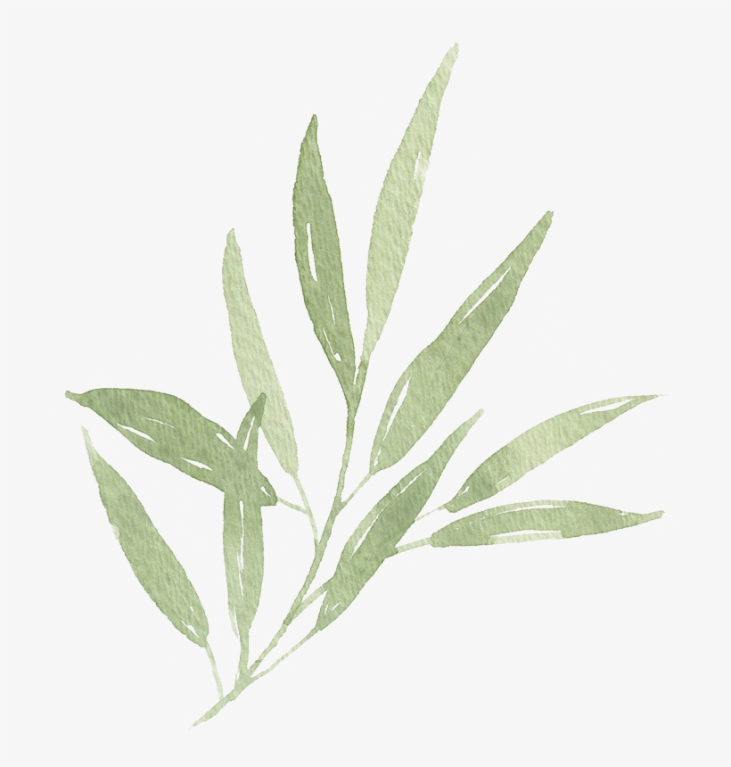 Watercolor Leaf Branch 01 - Leaf, transparent png
