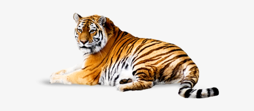 Tiger Png Free Download - Tiger Png, transparent png