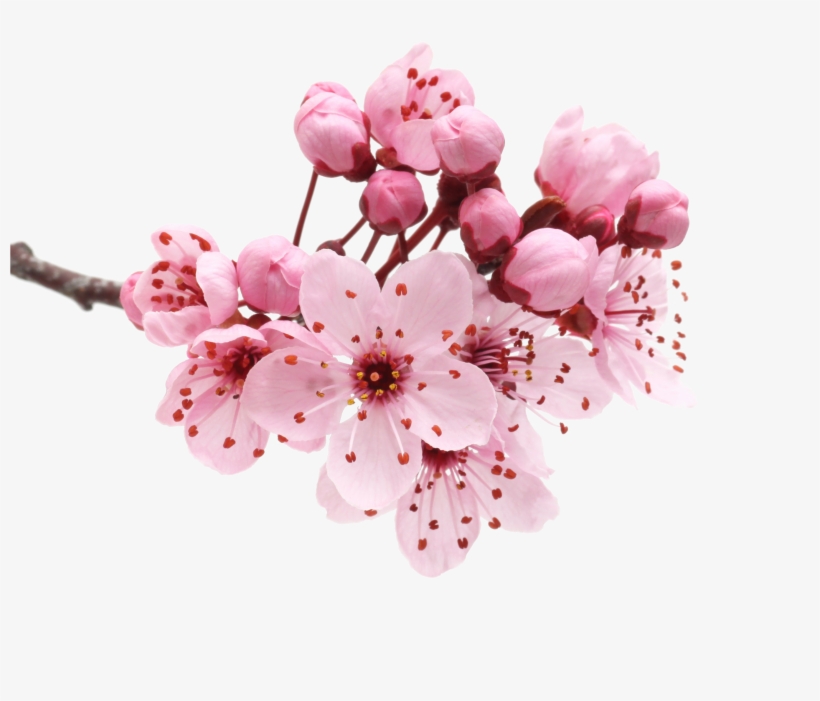 Japanese Flowering Cherry Png Transparent - El Don Supremo By Paulo Coelho, transparent png