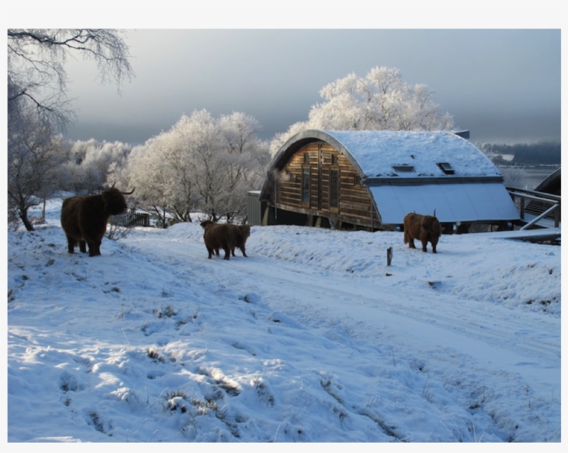 Cows In Snow - Snow, transparent png