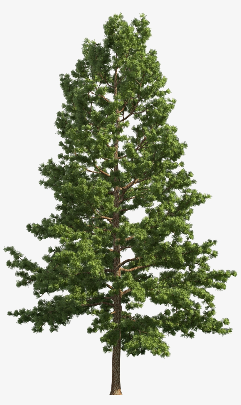 Pine Realistic Tree Png Clip Art - Pine Tree Png Free, transparent png