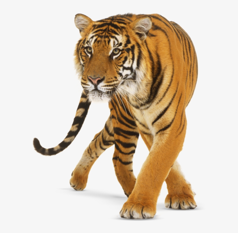 Share This Article - Dkfindout Animals, transparent png