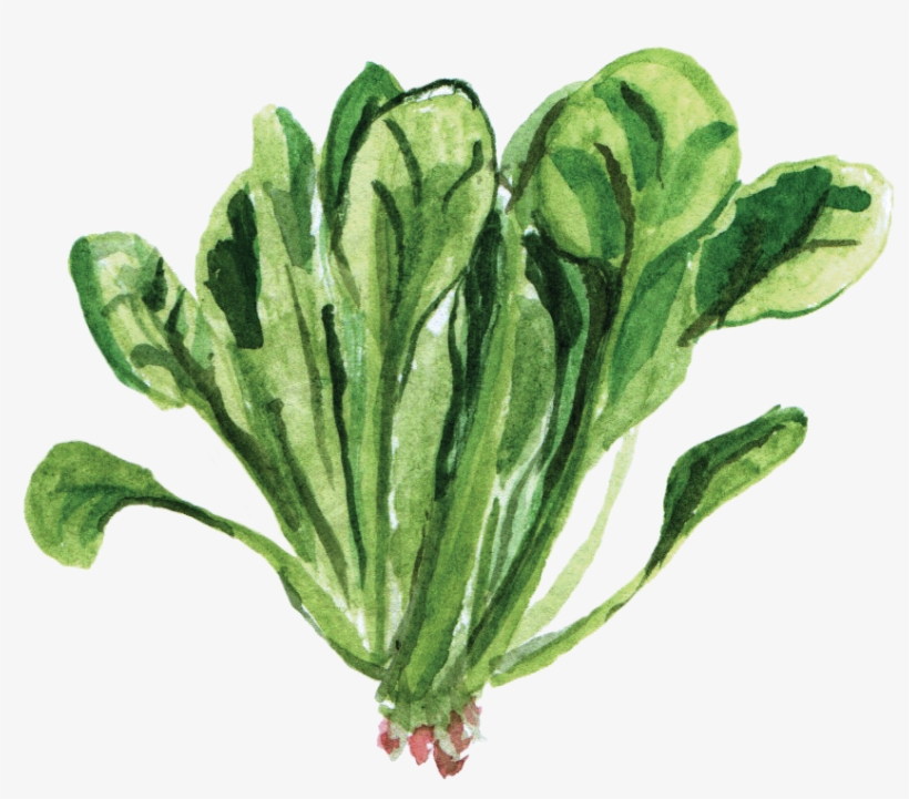 Watercolor Vegetables Png Picture Black And White Download - Watercolor Vegetable Garden Png, transparent png