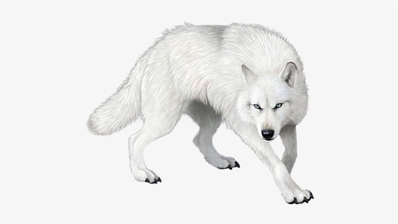 Download Transparent Wolf Png Clipart - Loup Blanc Dans La Neige - PNGkit