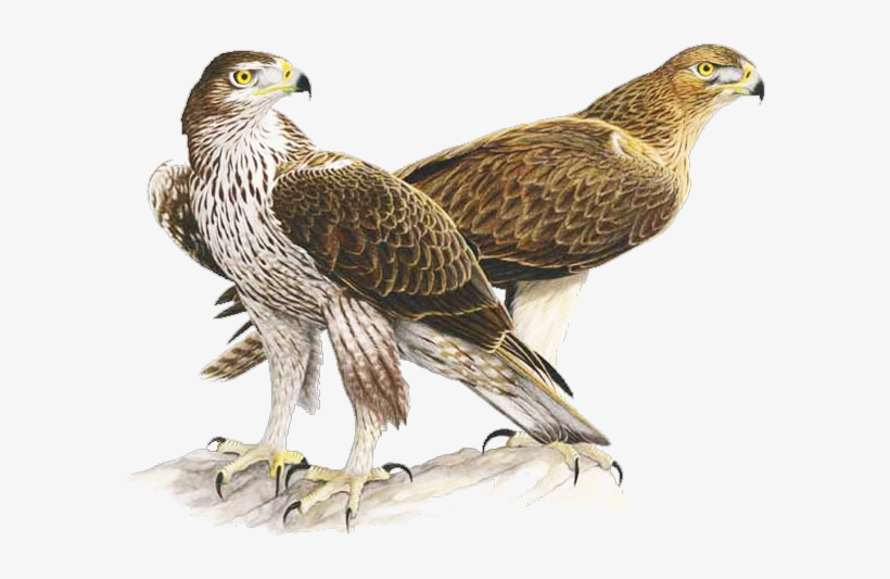 Bonelli's Eagle - Aquila Di Bonelli Sardegna, transparent png