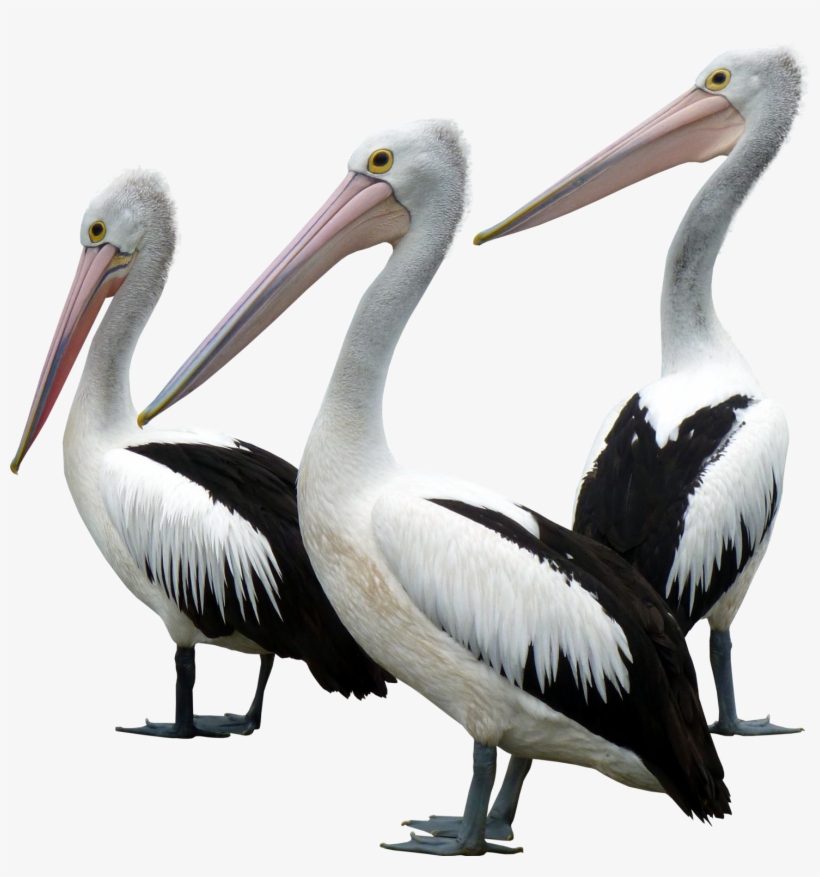 Ocean Birds Background Png - Ocean Bird Png, transparent png
