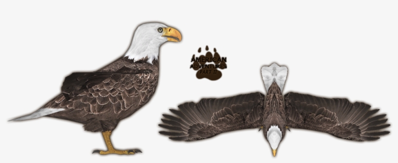 Bald Eagle - Zoo Tycoon 2 Bald Eagle, transparent png