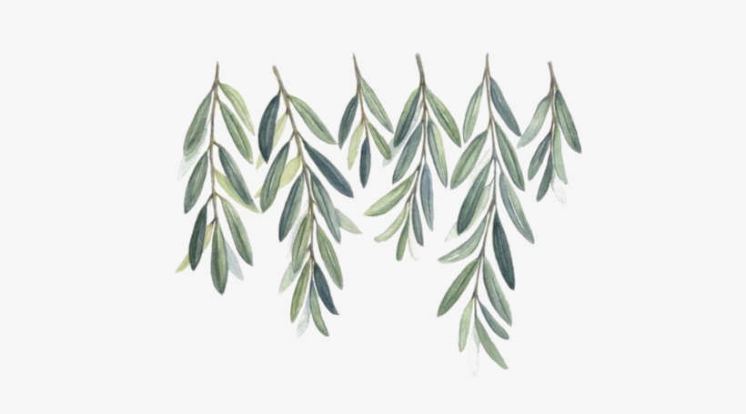 Watercolor Olive Branch Png - Free Watercolor Olive Branch, transparent png