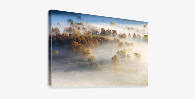 Trees In The Morning Mist Canvas Print - Painting, transparent png