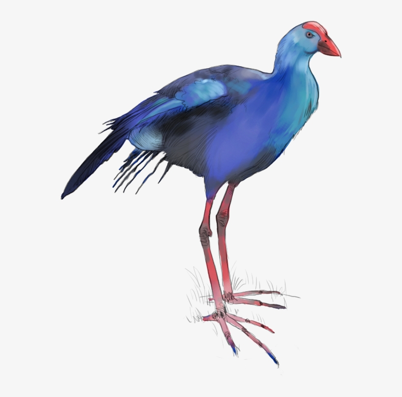 Purple Swamphen - Purple Gallinule, transparent png