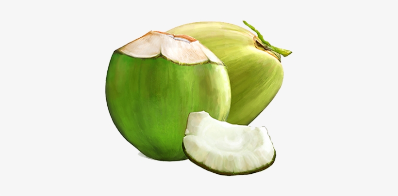 Benefits For Cosmetic Applications - Green Coconut Fruit Png, transparent png