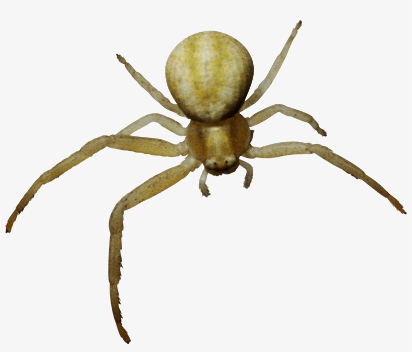 Паук Пнг, transparent png