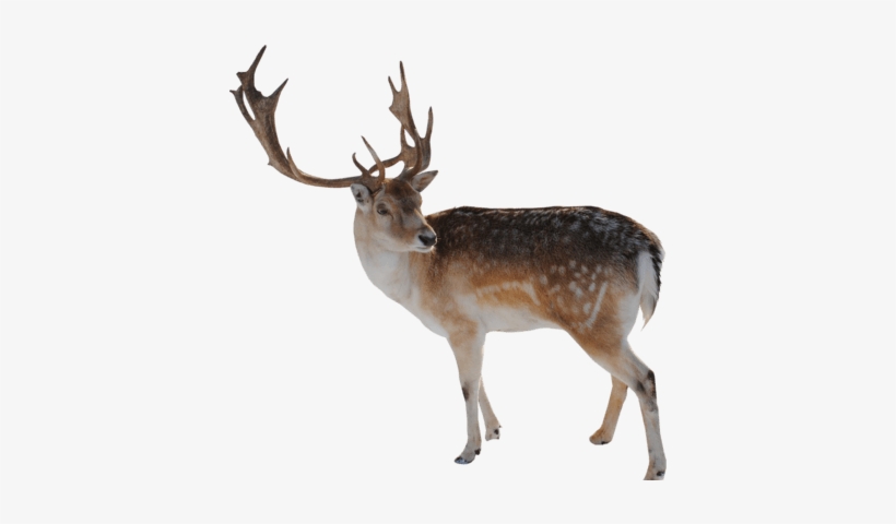 Reindeer Looking - Reindeer Png, transparent png