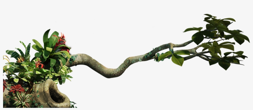 Clip Art Transparent Download Jungle Vine Clipart - Jungle Png, transparent png