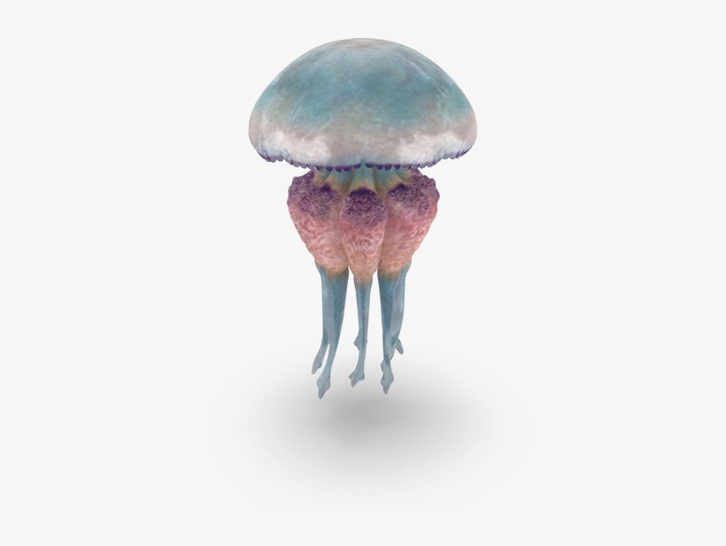 Jellyfish Free Png Image - Jellyfish, transparent png