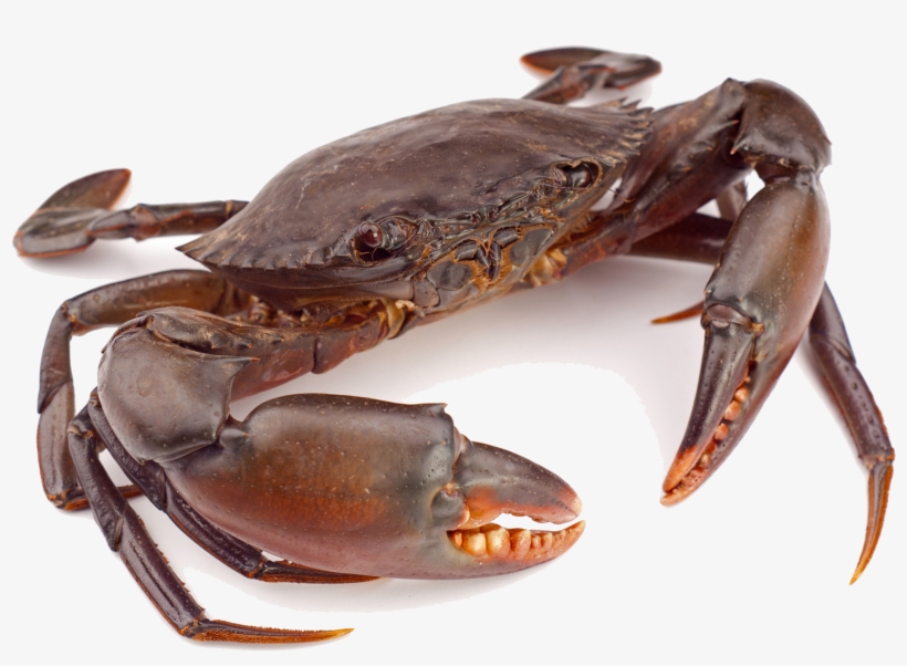 Crab Png Clipart - Crab Png, transparent png