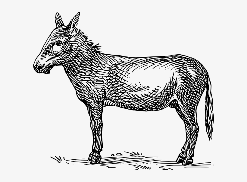 Drawing Donkey Jpg Freeuse Stock - Mule Clipart Black And White, transparent png