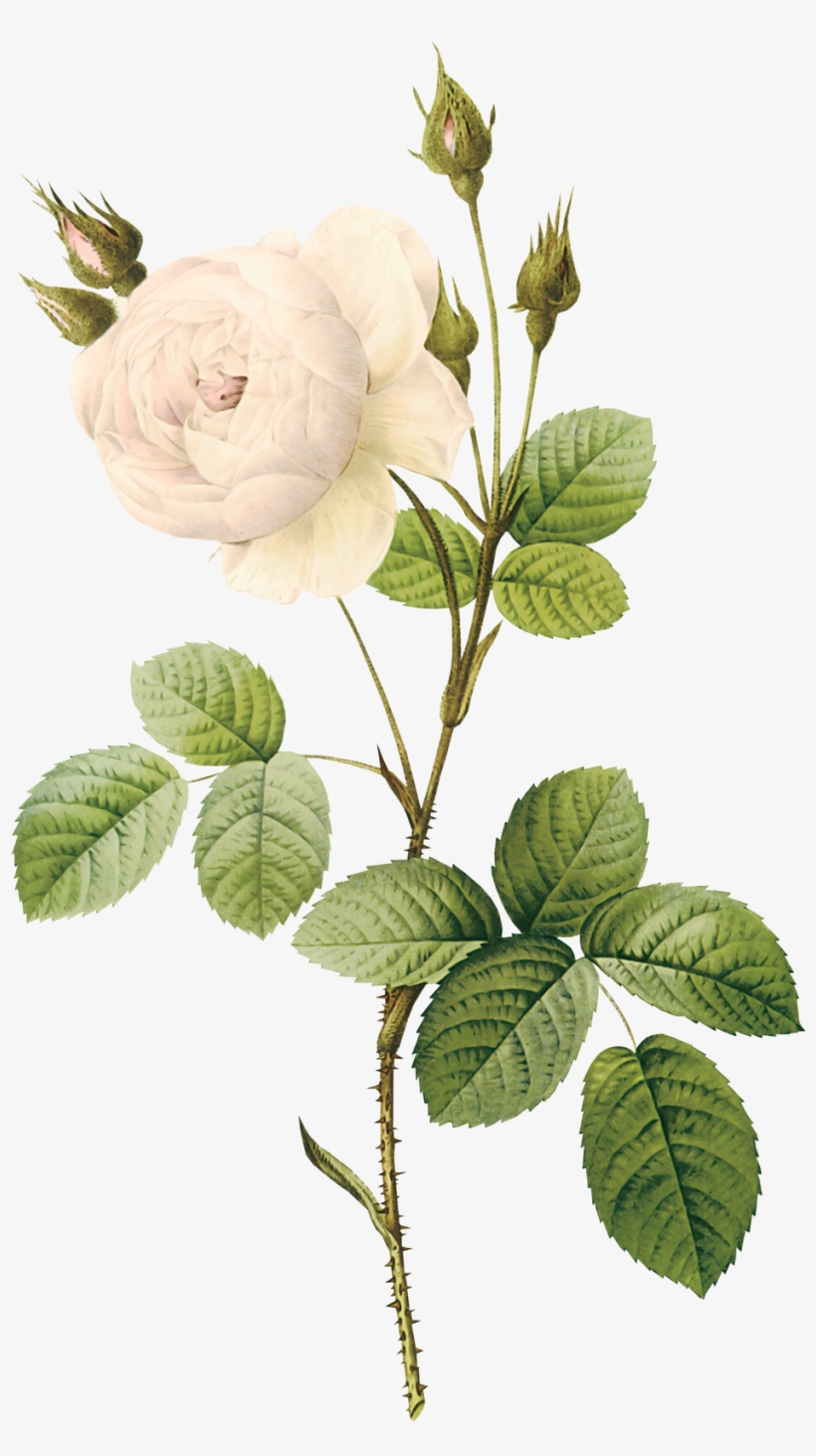 White Rose Png Image, Flower White Rose Png Picture - White Flower Illustration Png, transparent png